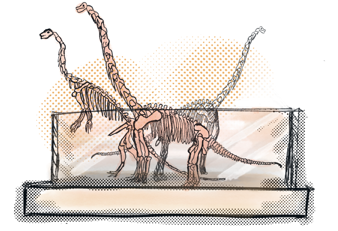 Illustration of three long-necked dinosaur skeletons displayed together in a museum case.
