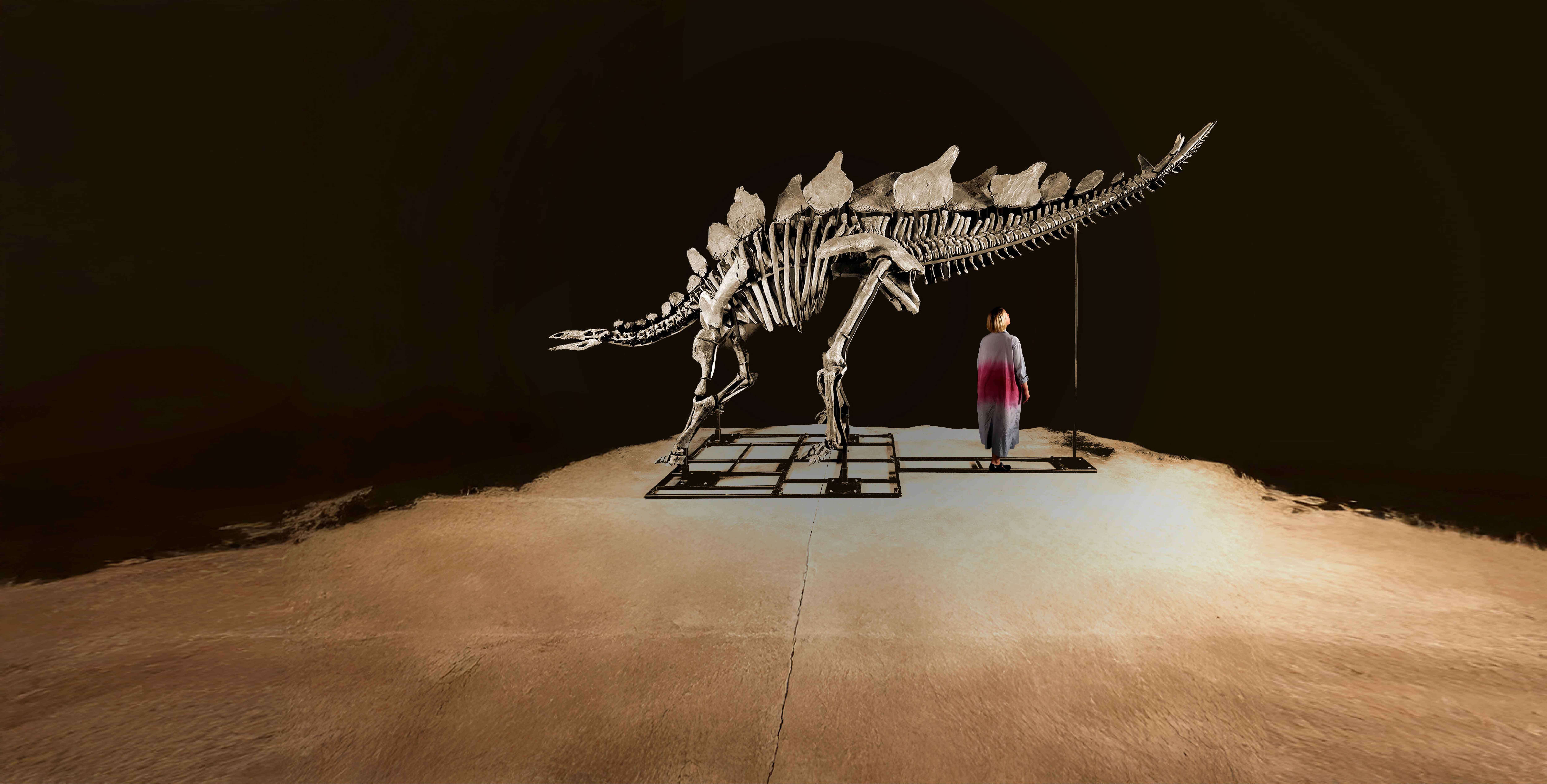 Full Stegosaurus skeleton named “Apex” displayed on a platform under a spotlight in a dark exhibit room.