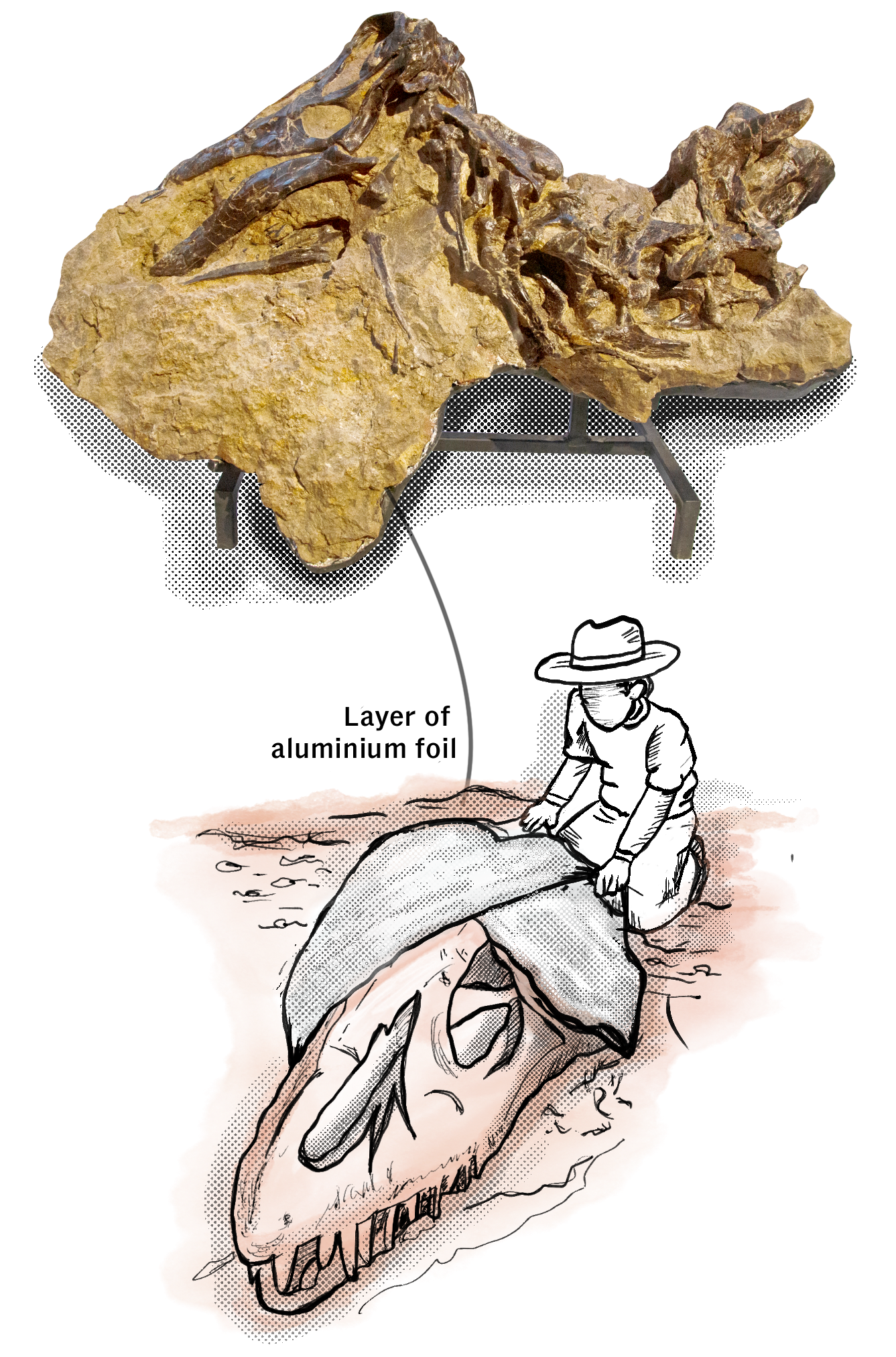 Illustration showing a fossil encased in rock with a diagram of a paleontologist covering it in foil and plaster.