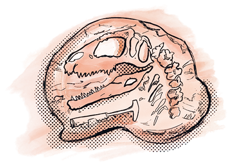 Illustration of a dinosaur skull fossil embedded in rock with visible teeth and jawline, shaded in orange tones.