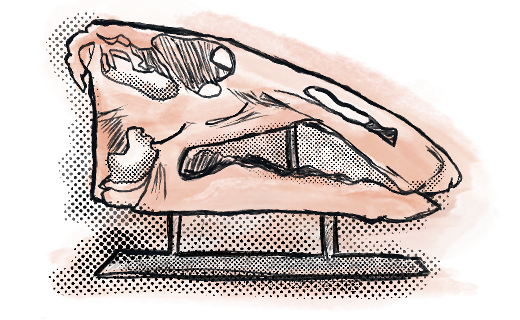 Illustration of a mounted dinosaur skull on display stand, drawn in black lines over an orange backdrop.