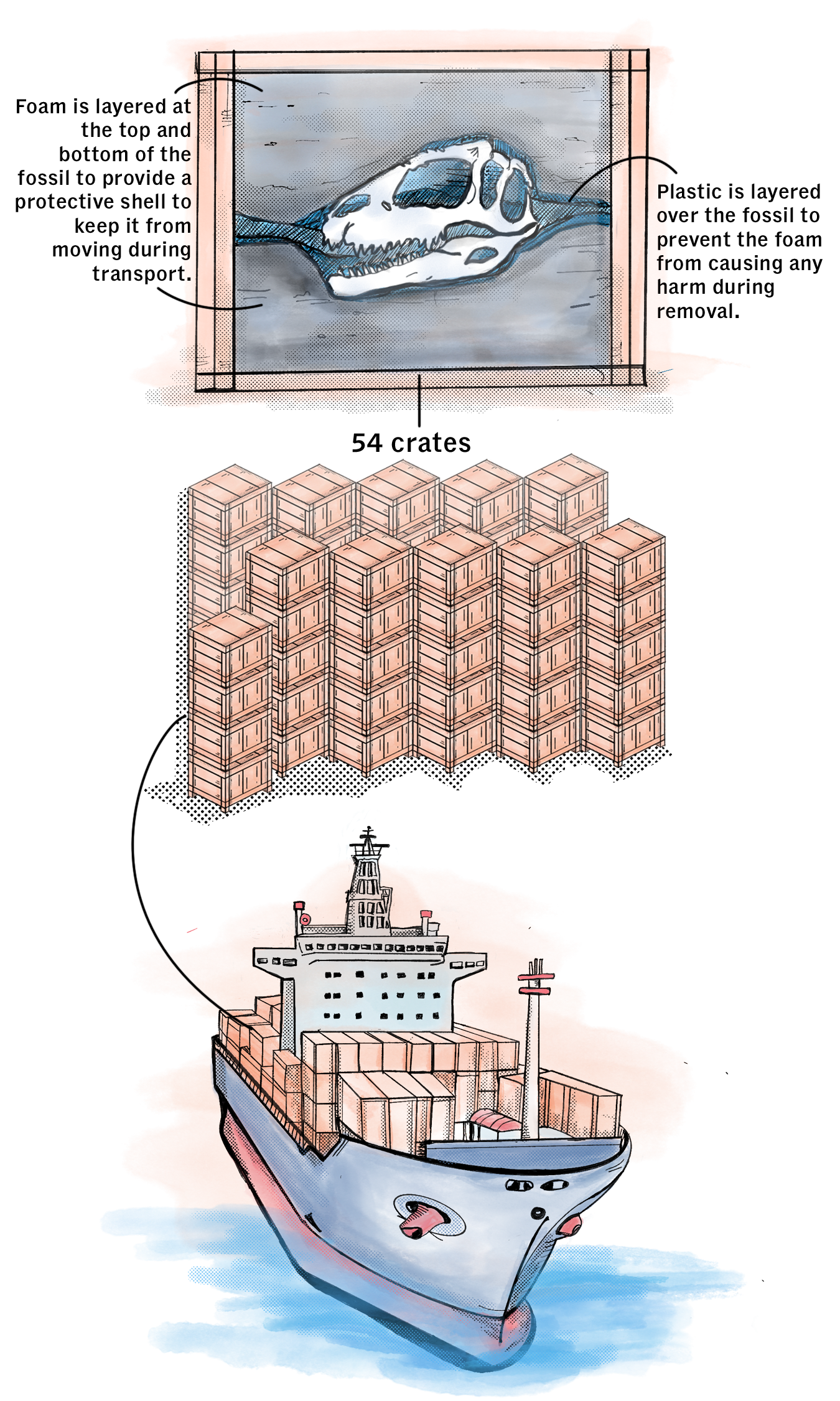 Illustration showing a fossil skull packed in a crate, stacked shipping containers, and a cargo ship at sea.