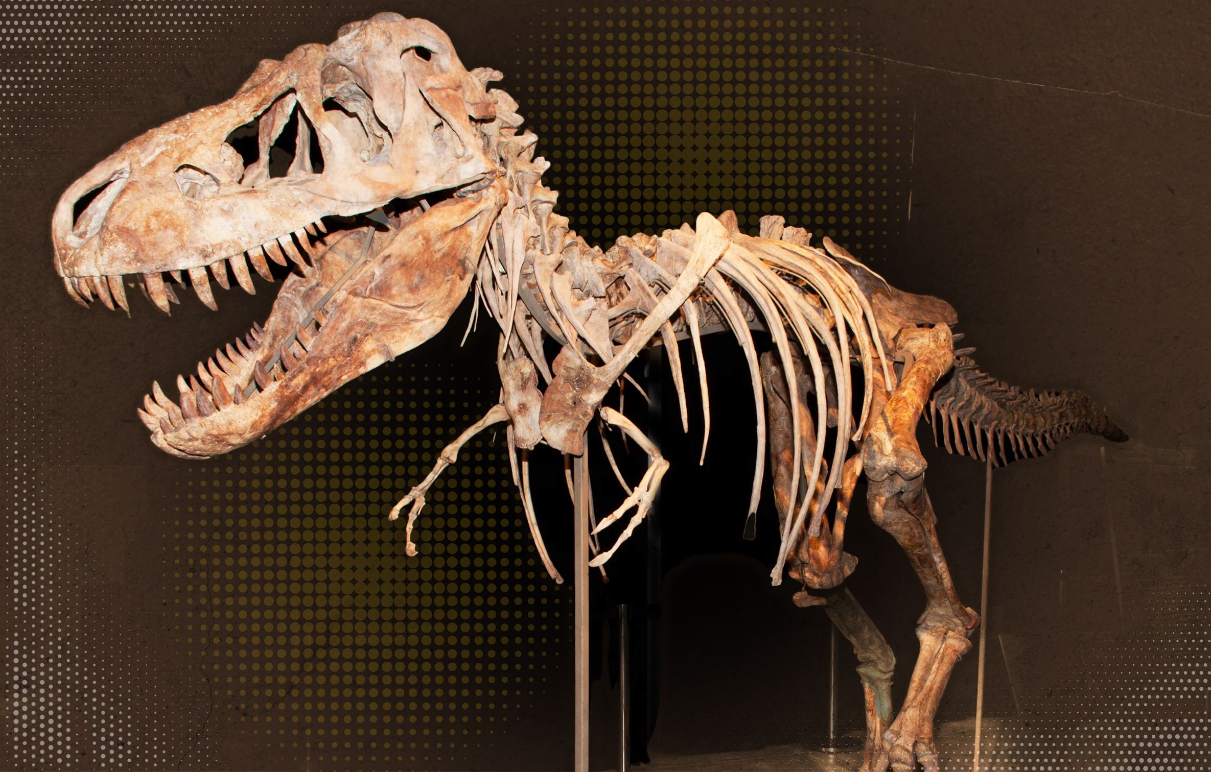 Fossilised Tyrannosaurus skull displayed upright with visible large teeth and bone texture.